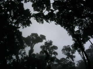 Hutan... kaki Gunung Kinabalu