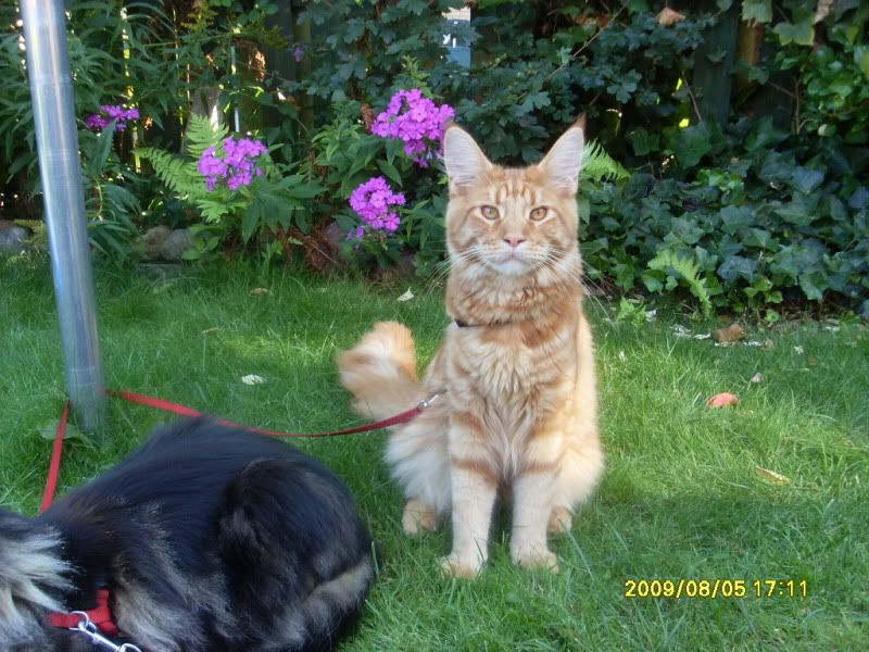 [img width=800 height=600]http://img.photobucket.com/albums/v352/Lelietje/Katten/FOTOSVOORAFDRUKKEN403.jpg[/img]