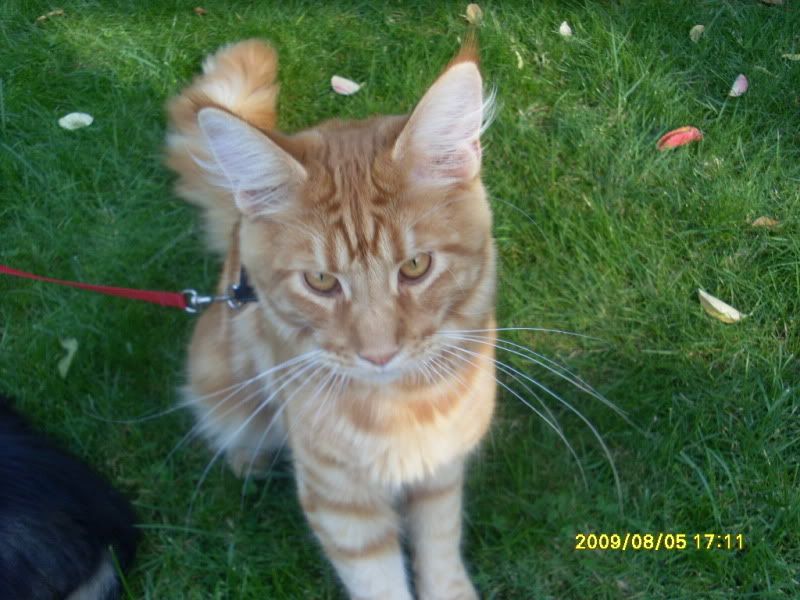 [img width=800 height=600]http://img.photobucket.com/albums/v352/Lelietje/Katten/FOTOSVOORAFDRUKKEN406.jpg[/img]