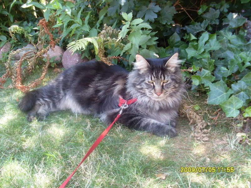 [img width=800 height=600]http://img.photobucket.com/albums/v352/Lelietje/Katten/SL377320.jpg[/img]