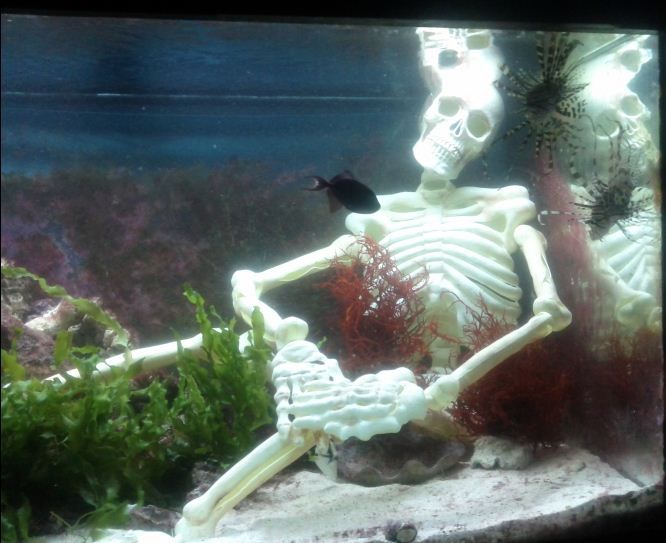 I put a skeleton in my tank. Reef Central Online Community