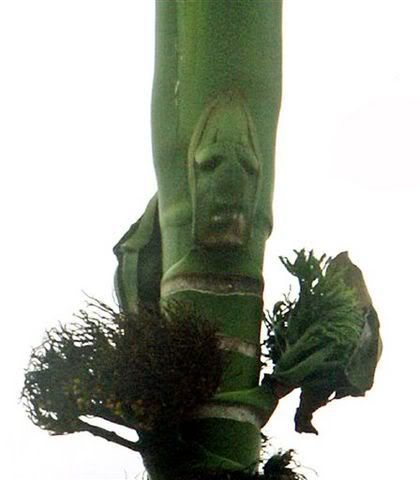 A human face-like burl is seen on the trunk of a betel nut tree at a village in Prai, northern Malaysia, Monday, Sept. 11, 2006. Malaysian newspapers carried pictures of the green burl found on the seven-meter-high (23-foot-high) tree.