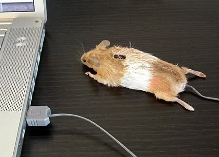 A mouse mouse