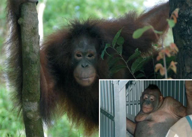 Pony before [inset] and after. Photos courtesy of the Borneo Orangutan Survival Foundation