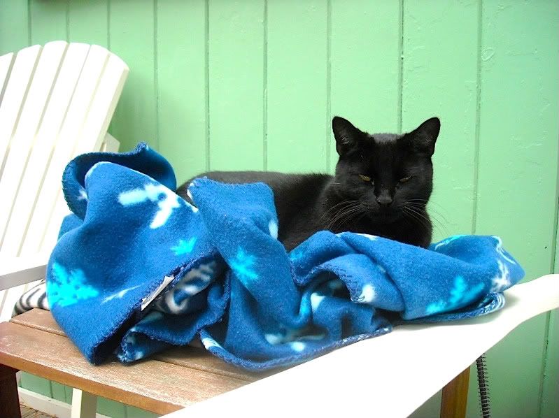 Octobercat-1.jpg