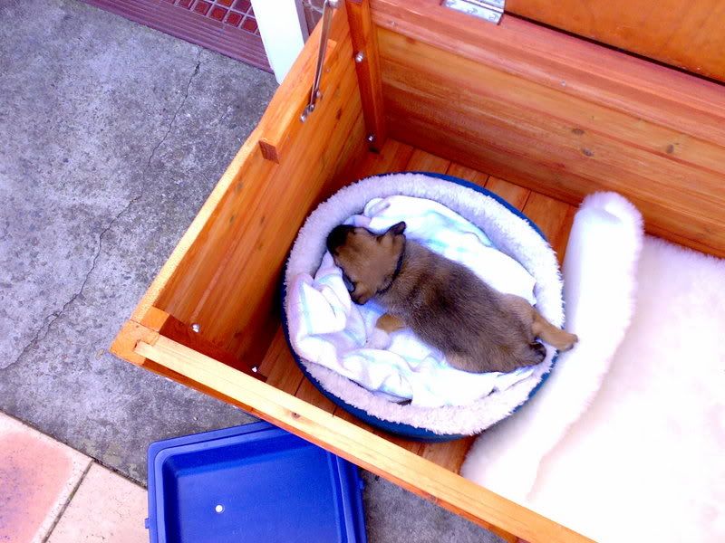 http://img.photobucket.com/albums/v353/barls80/sasha/06052007004.jpg