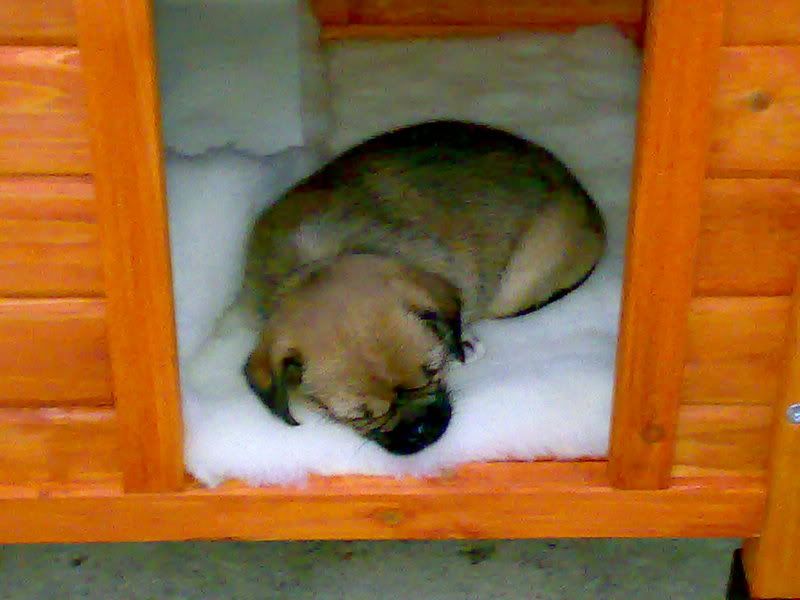 http://img.photobucket.com/albums/v353/barls80/sasha/06052007005.jpg