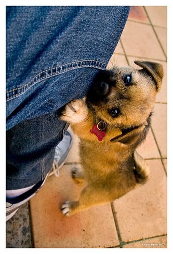 http://img.photobucket.com/albums/v353/barls80/sasha/527501282_634a64fab0.jpg