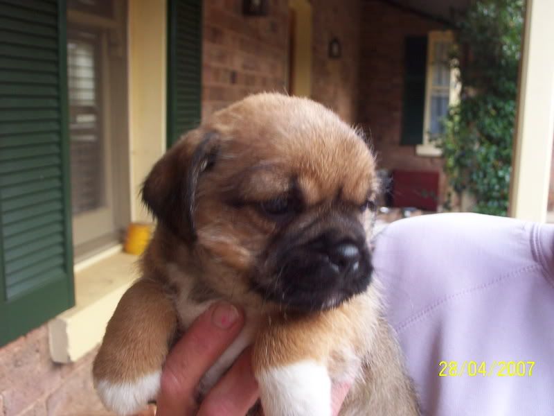http://img.photobucket.com/albums/v353/barls80/sasha/Picture_014.jpg