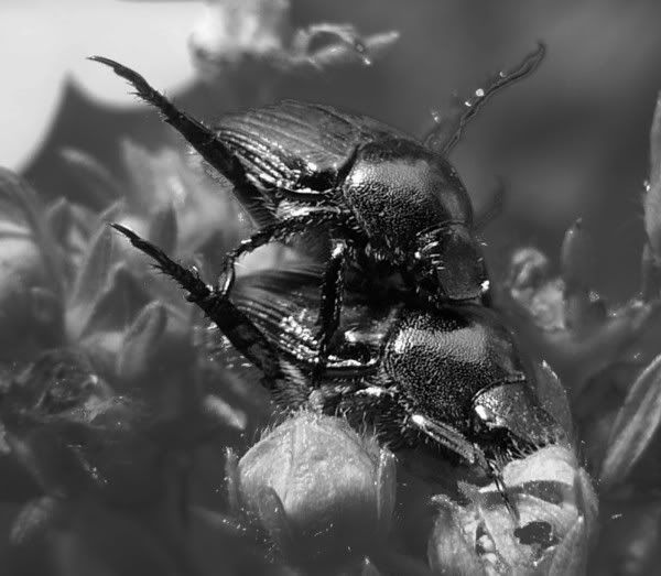 [Image: P1020898_bw_cr_rz600.jpg]