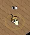 rat