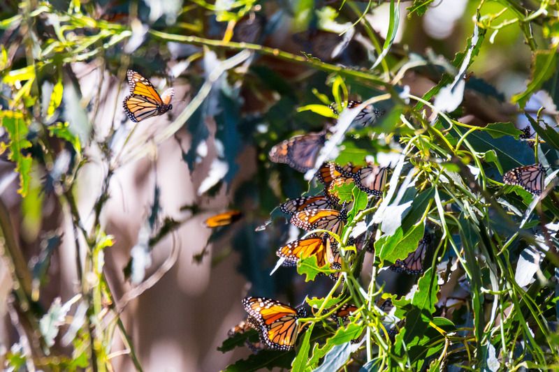 IMAGE: http://img.photobucket.com/albums/v354/ddj8052/Monarchs/Monarchs%20feb%2014th%202016-136.jpg