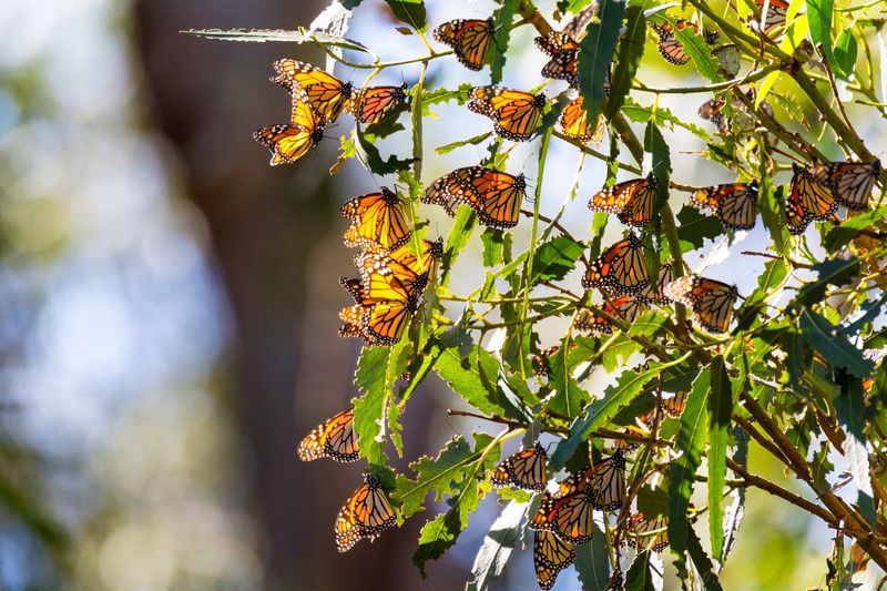 IMAGE: http://img.photobucket.com/albums/v354/ddj8052/Monarchs/Monarchs%20feb%2014th%202016-143.jpg