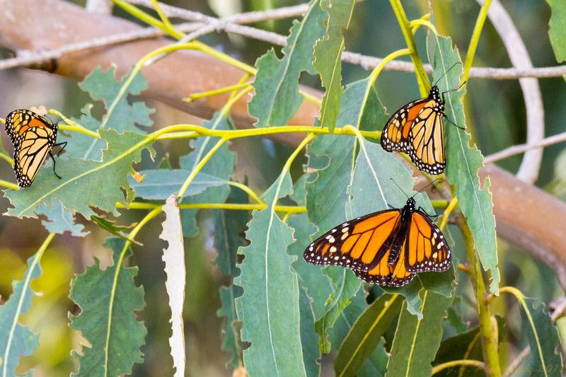 IMAGE: http://img.photobucket.com/albums/v354/ddj8052/Monarchs/Monarchs%20feb%2014th%202016-17.jpg