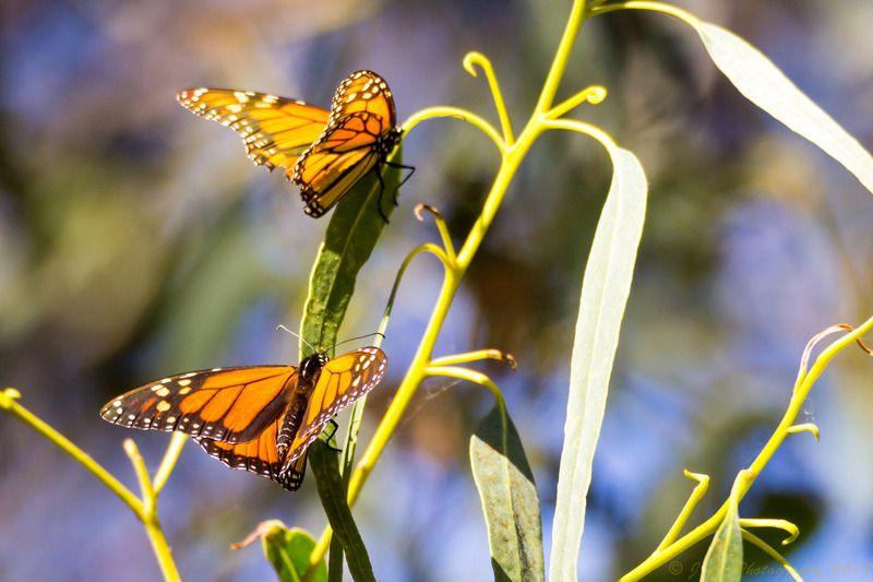 IMAGE: http://img.photobucket.com/albums/v354/ddj8052/Monarchs/Monarchs%20feb%2014th%202016-65.jpg