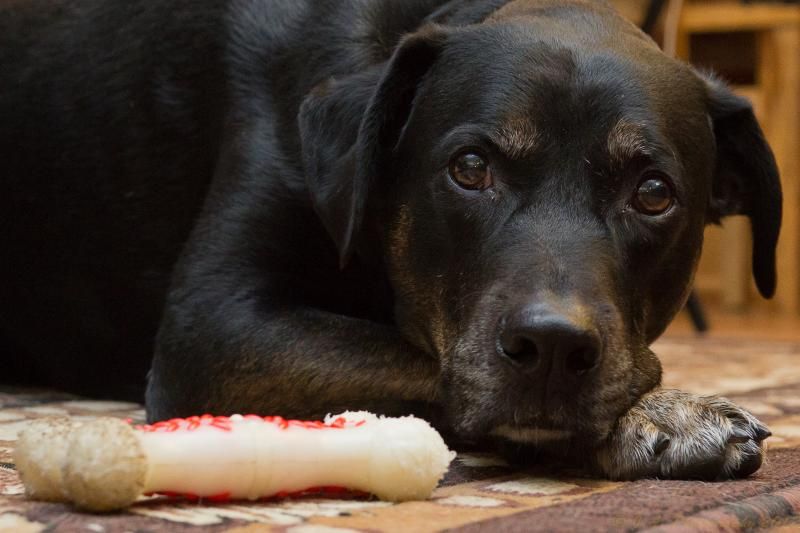 IMAGE: http://img.photobucket.com/albums/v354/ddj8052/Tahoeandbagel-1.jpg