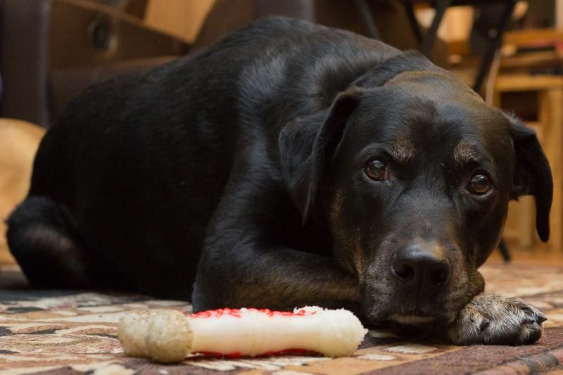 IMAGE: http://img.photobucket.com/albums/v354/ddj8052/Tahoeandbagel-2.jpg