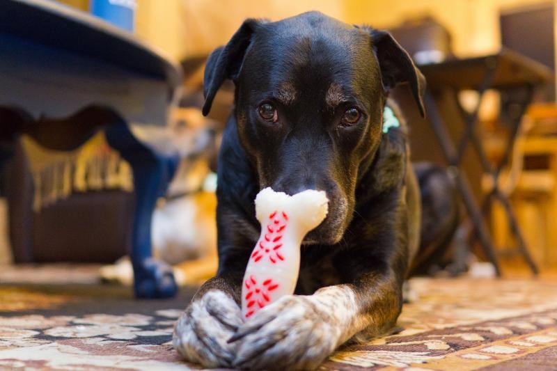 IMAGE: http://img.photobucket.com/albums/v354/ddj8052/Tahoeandbagel-3.jpg