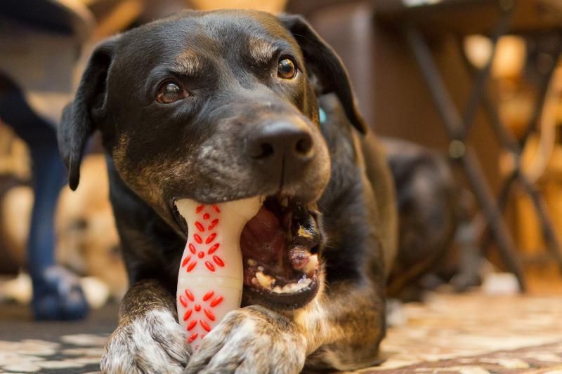 IMAGE: http://img.photobucket.com/albums/v354/ddj8052/Tahoeandbagel-5.jpg