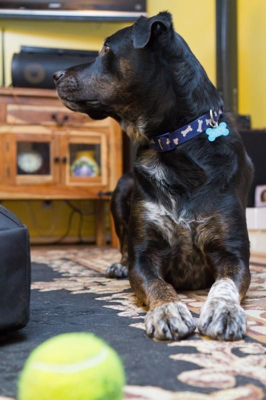 IMAGE: http://img.photobucket.com/albums/v354/ddj8052/Tahoeandbagel-8.jpg