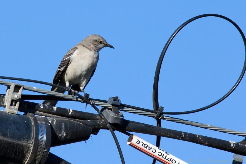 IMAGE: http://img.photobucket.com/albums/v354/ddj8052/Tammy150-600mm/Tamron150-600mm-1.jpg