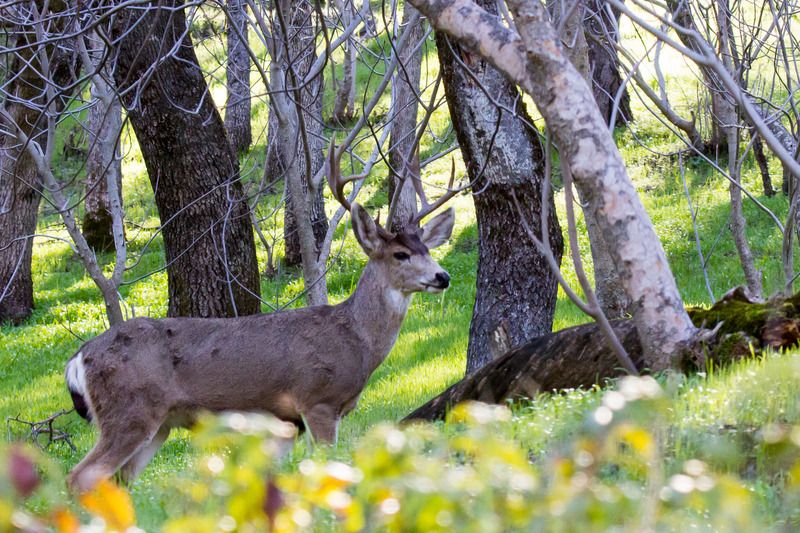 IMAGE: http://img.photobucket.com/albums/v354/ddj8052/Yosemite%20Jan%202016/Yosemite%202016-2.jpg