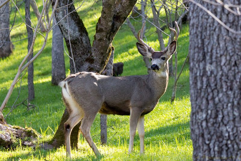 IMAGE: http://img.photobucket.com/albums/v354/ddj8052/Yosemite%20Jan%202016/Yosemite%202016-3_1.jpg