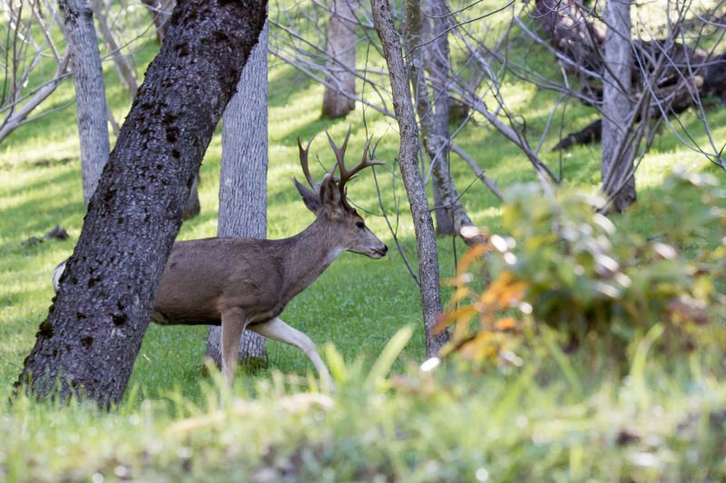 IMAGE: http://img.photobucket.com/albums/v354/ddj8052/Yosemite%20Jan%202016/Yosemite%202016.jpg