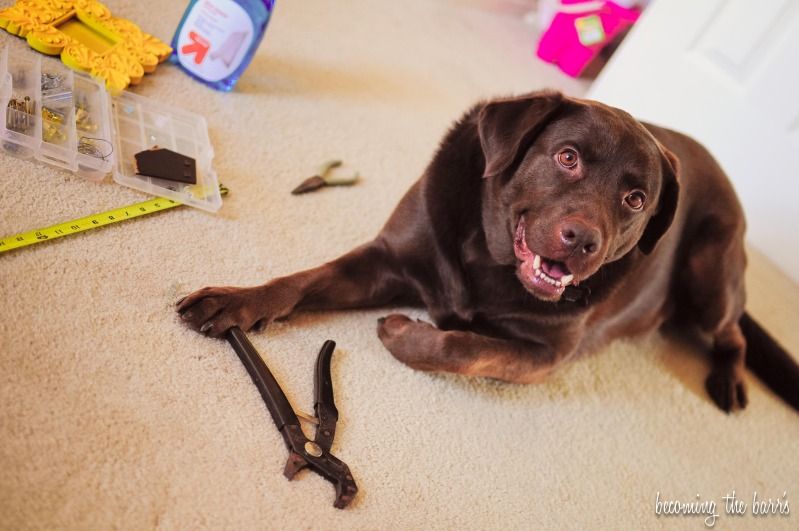 dog with tools