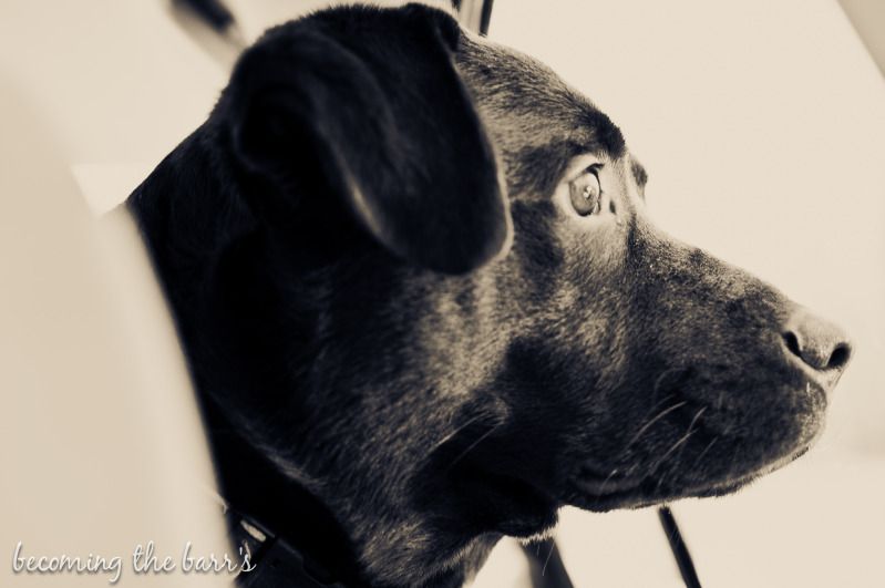 dog riding with head out the window