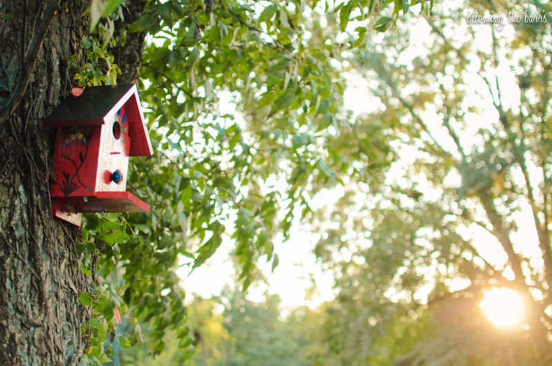 birdhouse sitting in the sunlight photography