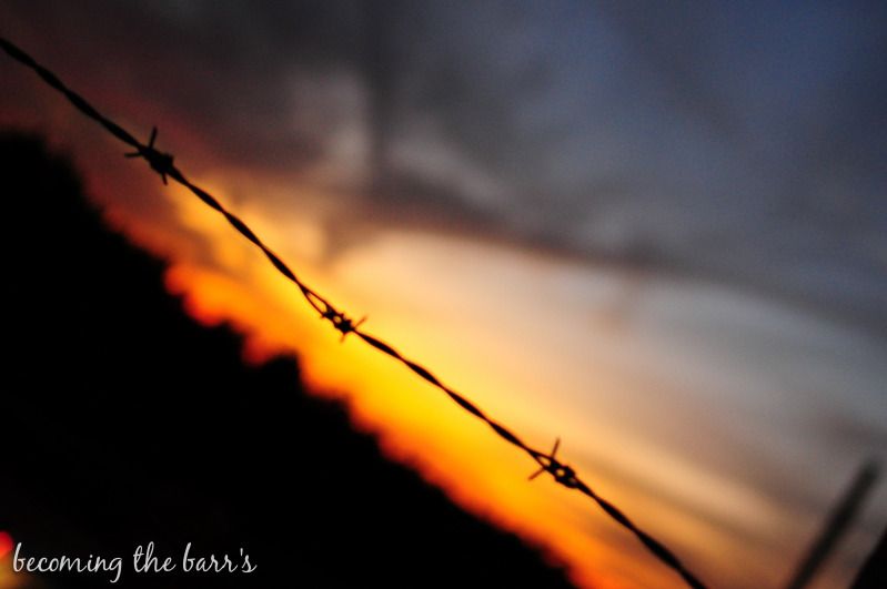 sunset behind barb wire photography