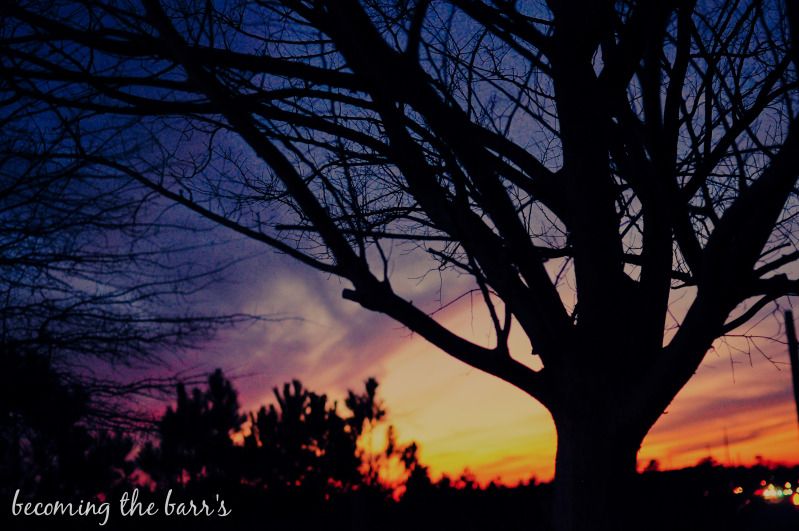 sun setting behind tree silhouette