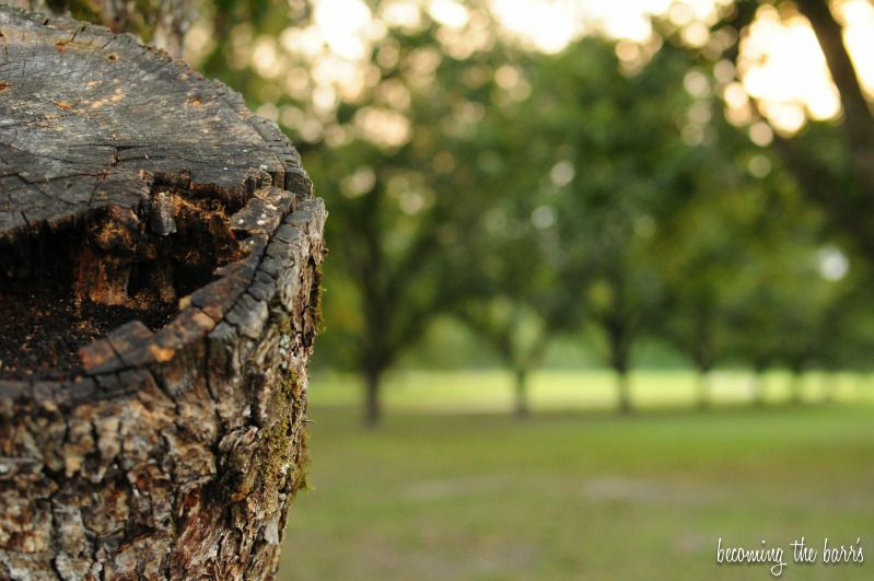 tree stump photography in the park with sunshine