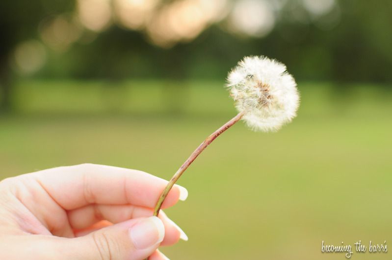 dandelion photography