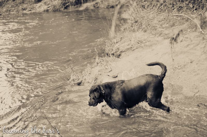 dog going fishing