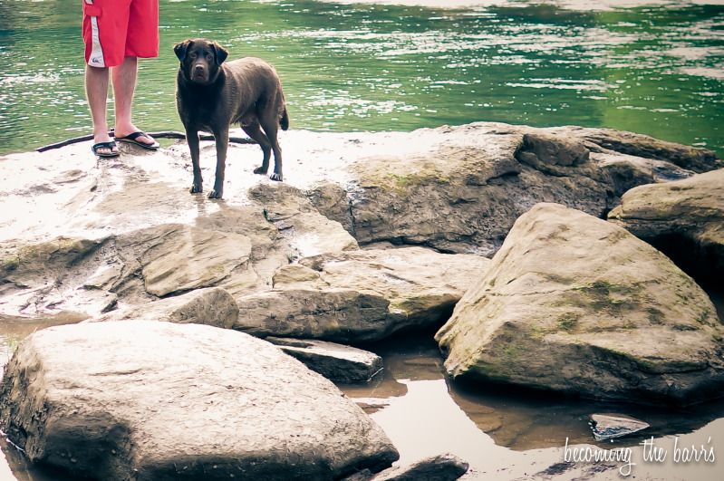 chocolate lab swimming in river