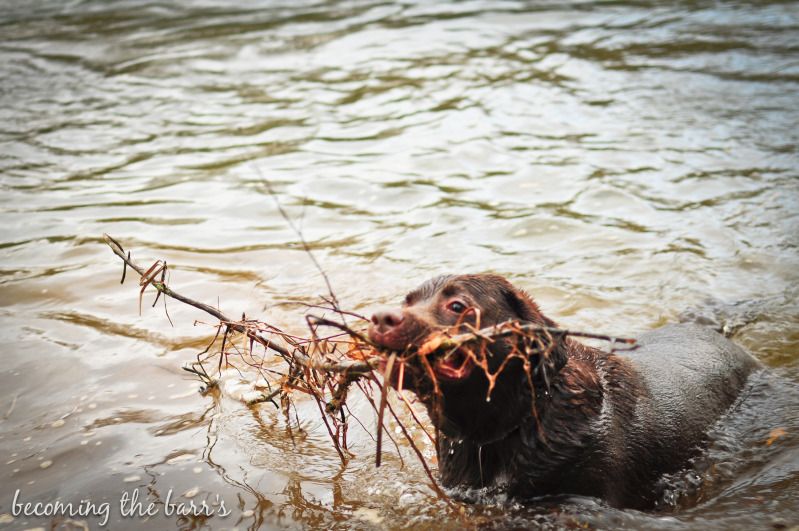 dog swimming with sticks in mouth