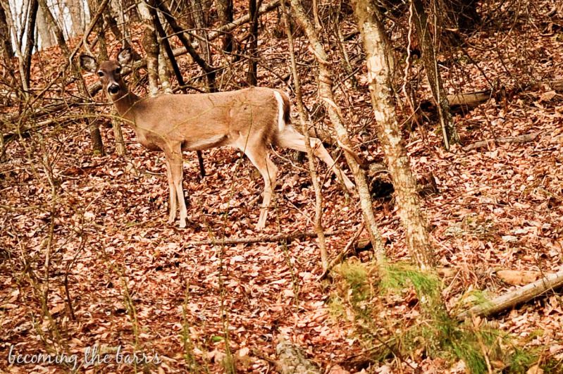 deer in the woods