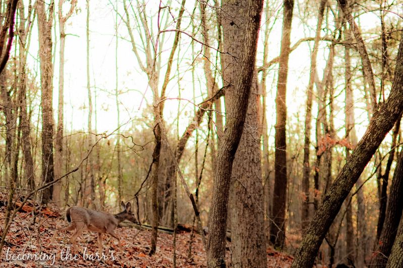 deer animal photography