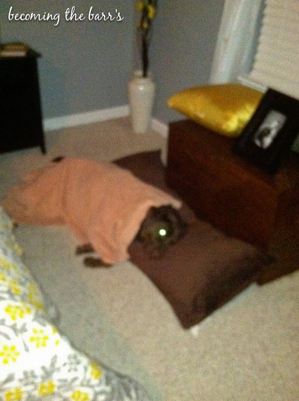 dog sleeping under blanket