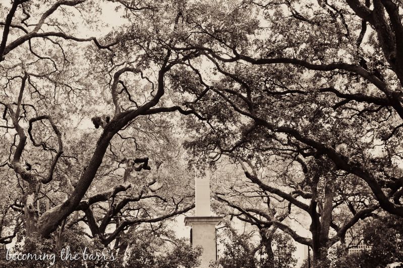 Savannah, ga scenery photos