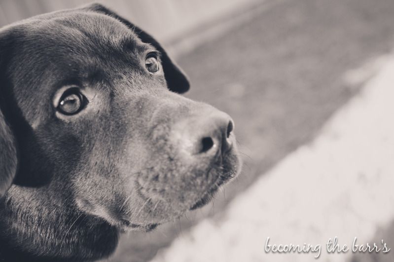 chocolate lab photograph