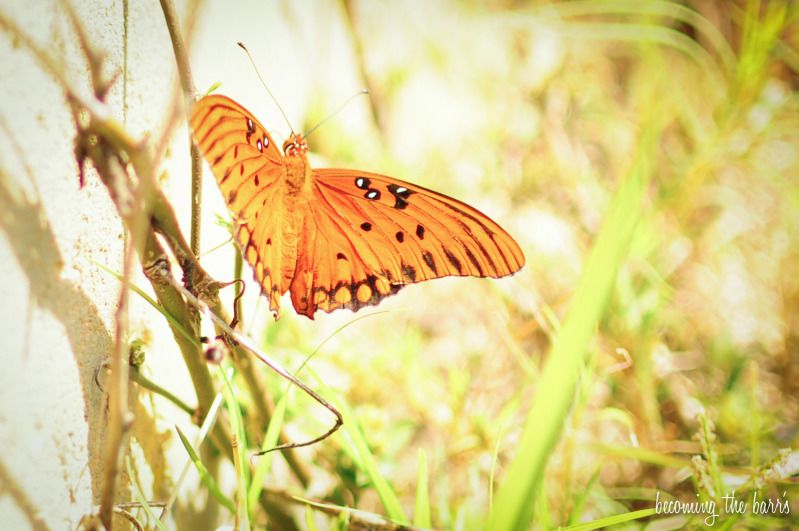 butterfly photograph