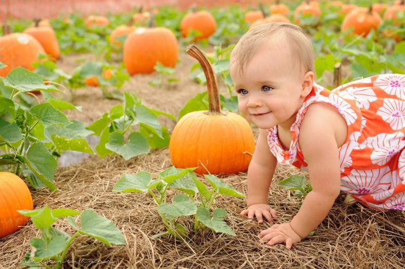 one year old pumpkin patch photoshoot