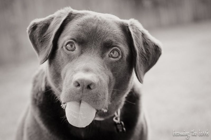 chocolate lab puppy sticking his tongue out