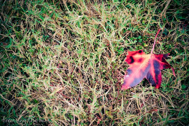 red leaf