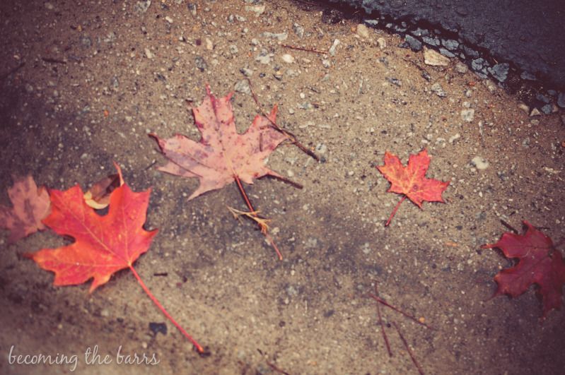 leaves in gutter