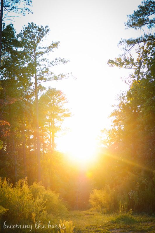 sunshine through trees