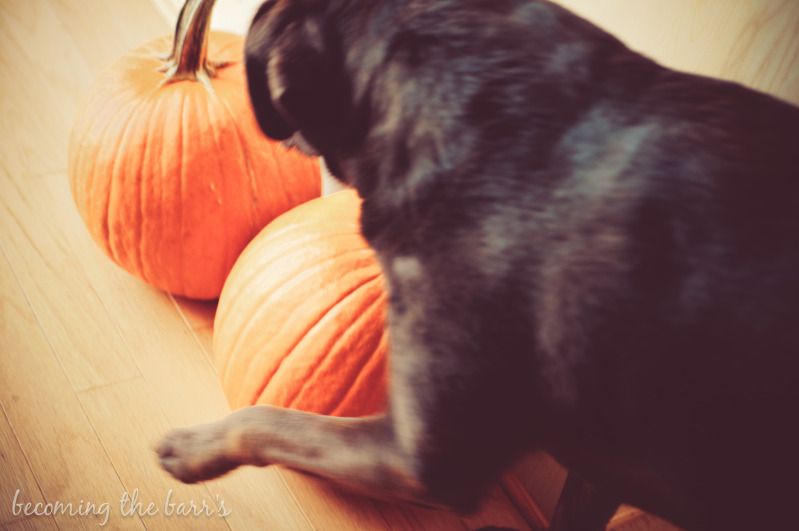 dog and pumpkin